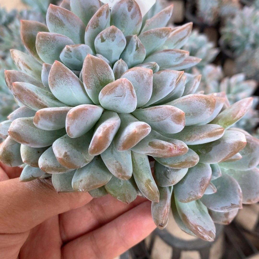 A183售后时间7天内，不拍冷链不售后。