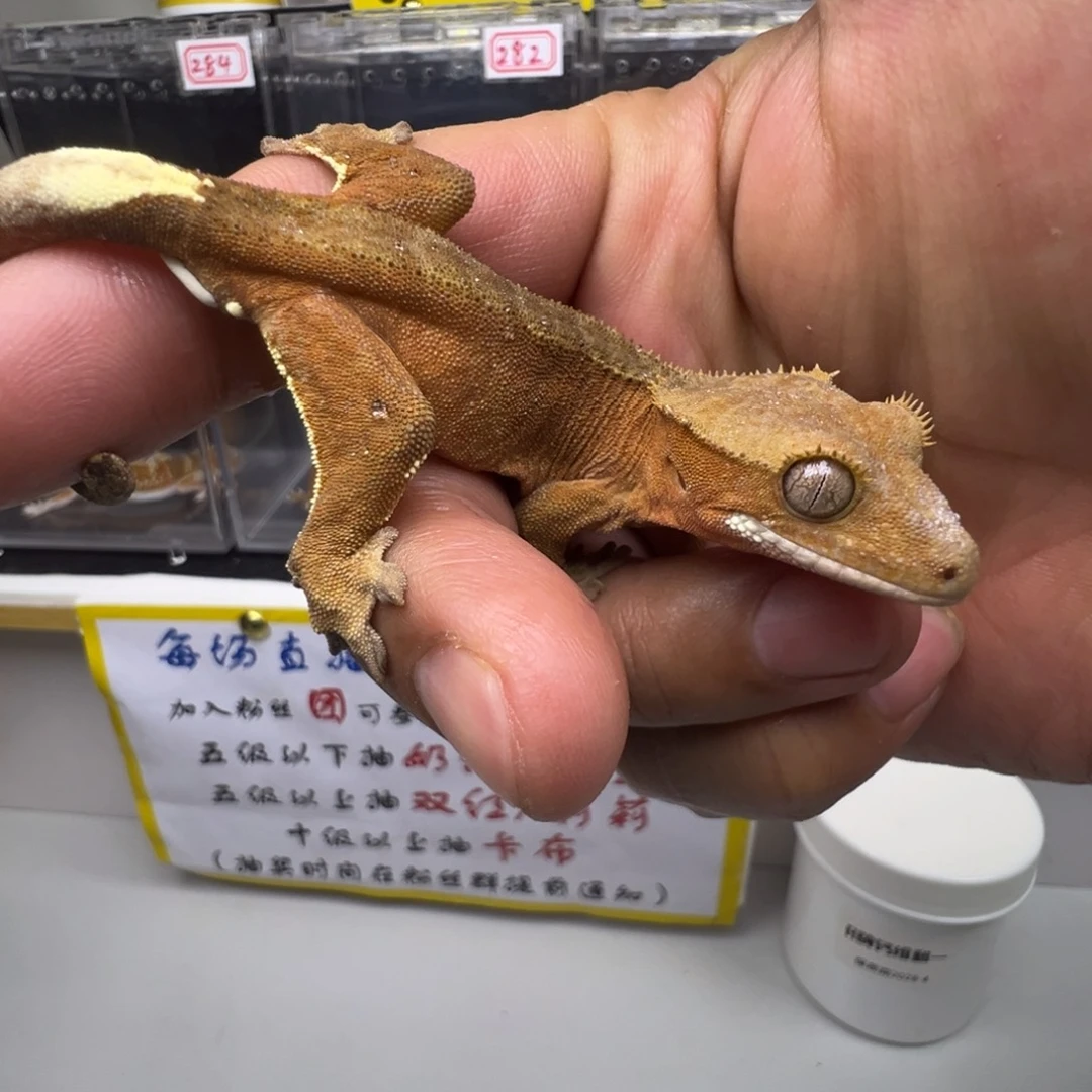 睫角守宫双红弟弟