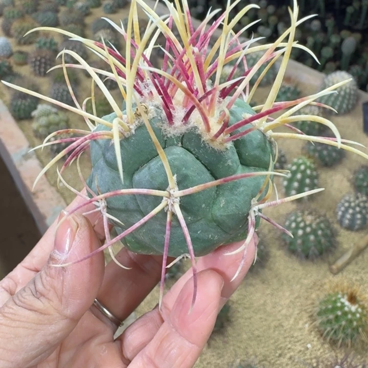 仙人球，红魔玉66666