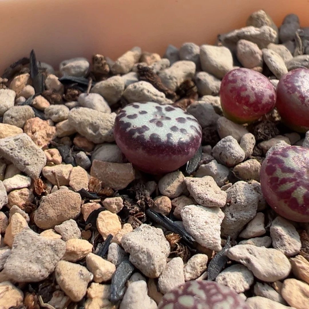 娜****ಥ烟圈安贞多肉