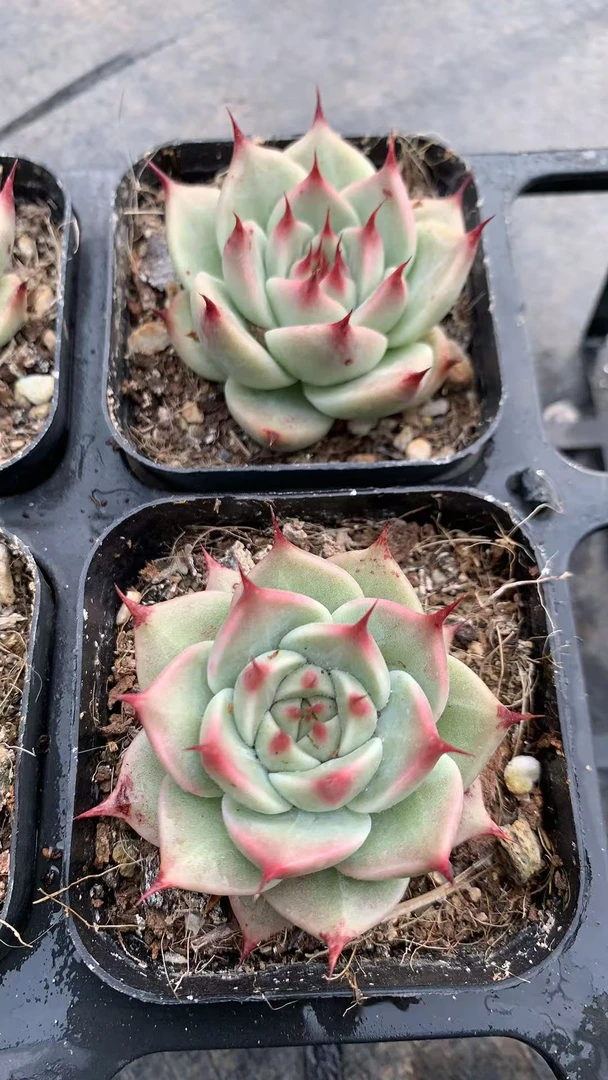 46号（凑单满18元包邮）托斯卡纳利多肉