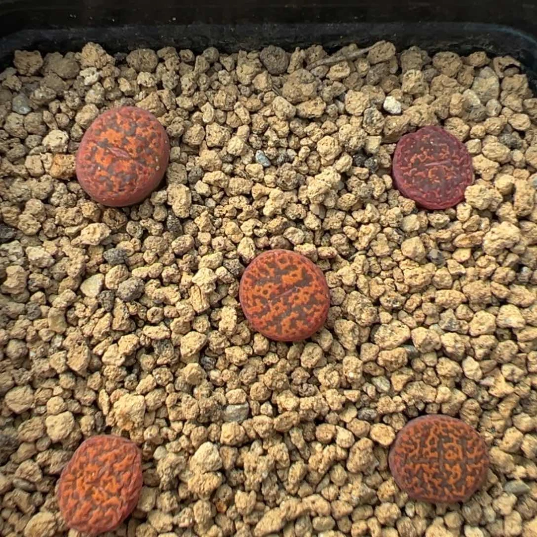 量拍1443.2591朱雀勋章一颗