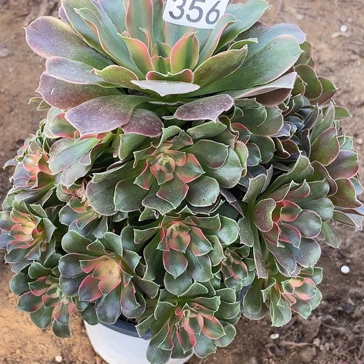 356香妃对肉植物的