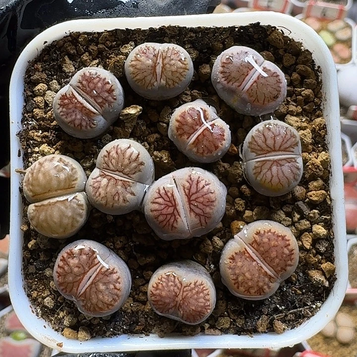 生石花11111。  菊套。   105