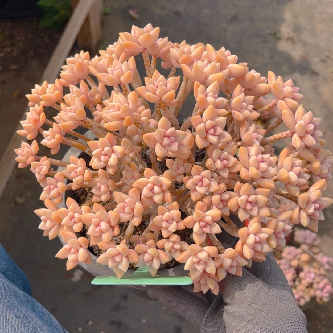 淡雪缀88888888888