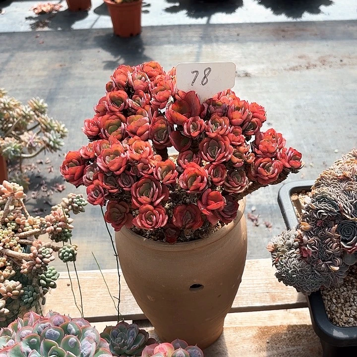 多肉植物，秀颜78号