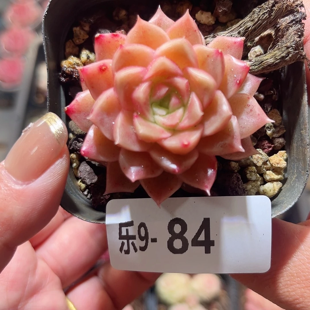 乐9-84 迈凯伦单头