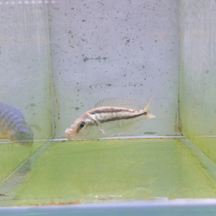 海水650号厚唇丁公野生