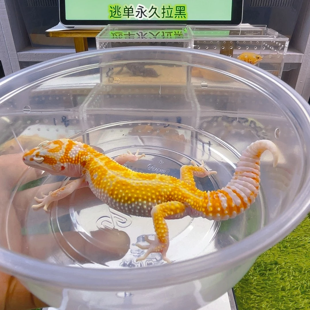 鳄鳞守宫守宫好看迷人可爱