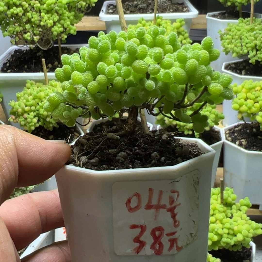 04号露养金橘带盆带土发