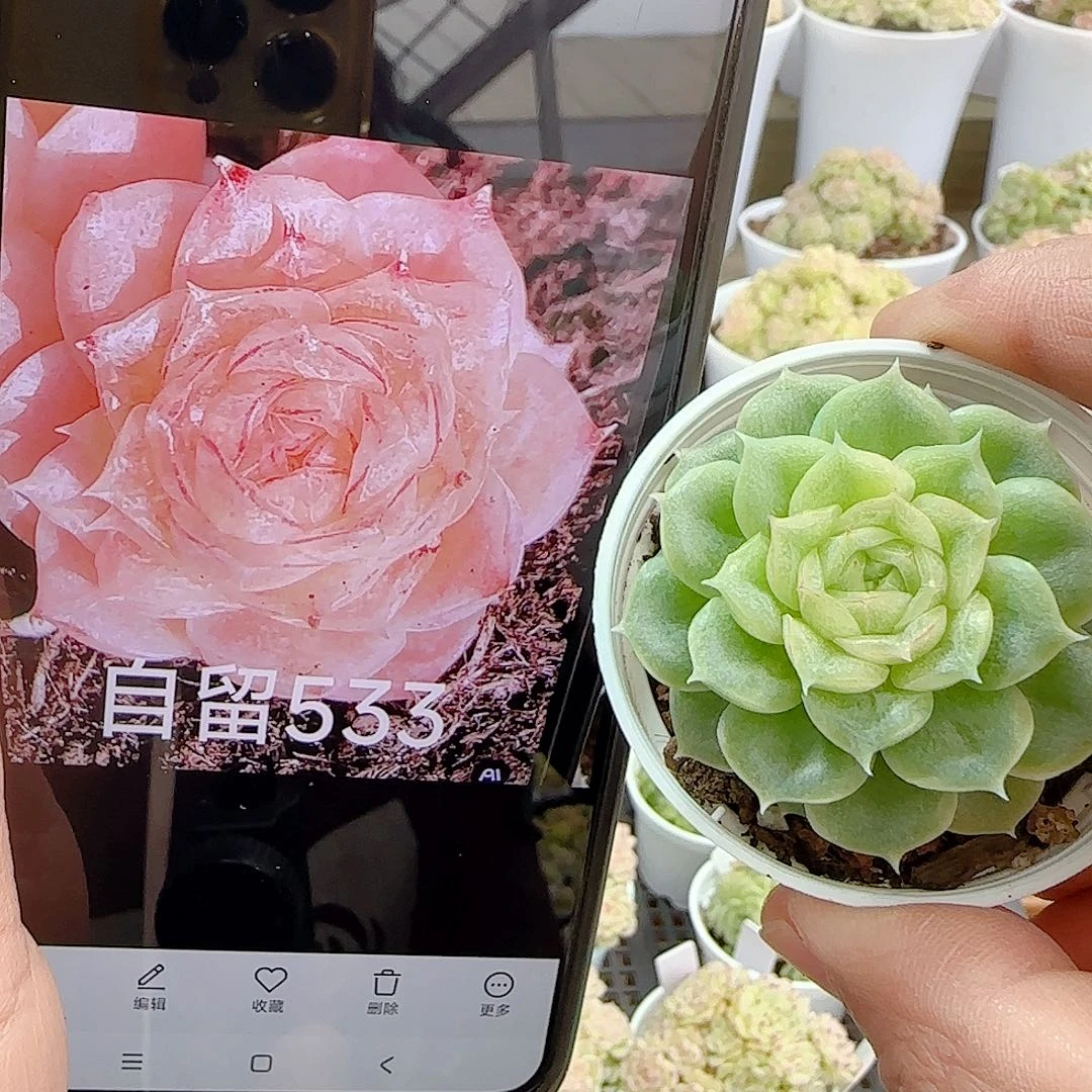 1119-100（自留533）优选