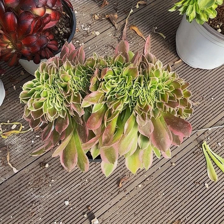 唯*爱保温多肉植物植物植物