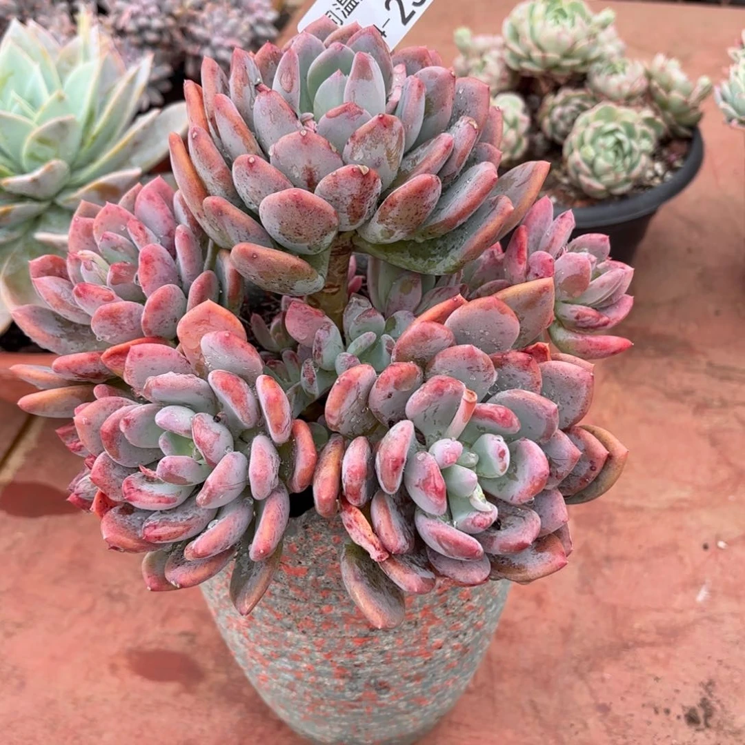 同温层多肉灰姑娘25