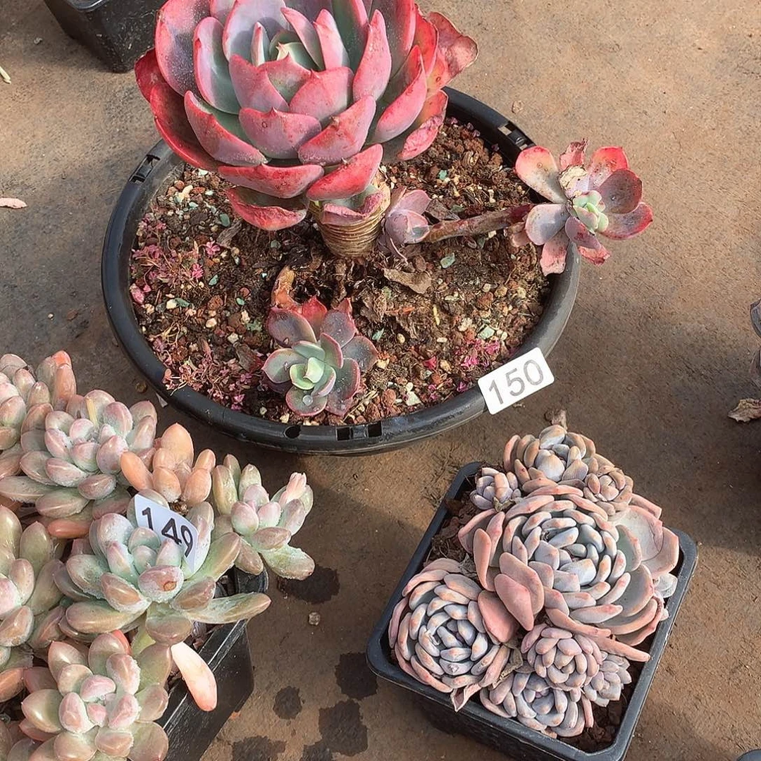 150 一物一拍多肉