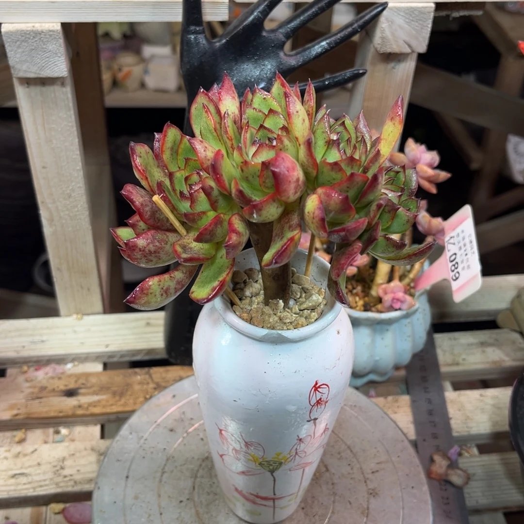 保利安娜小树朵朵多肉植物duinvnvnm