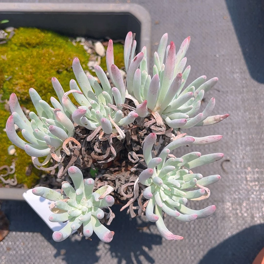 特价不售后老桩4923