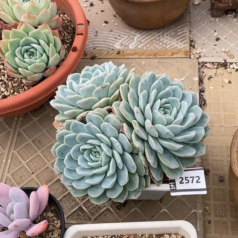 【闪购商品】響杂2572