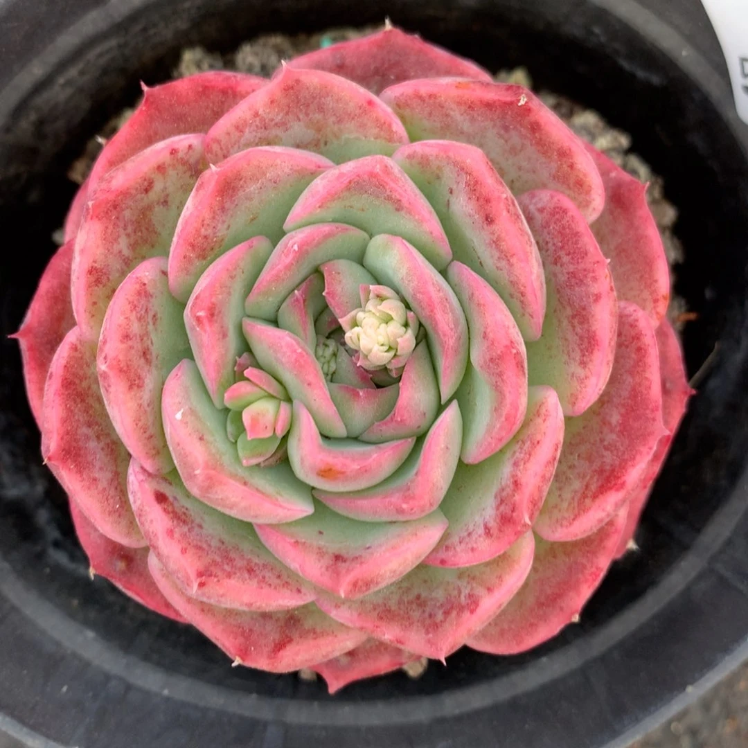 5243杂交精品基地7厘米