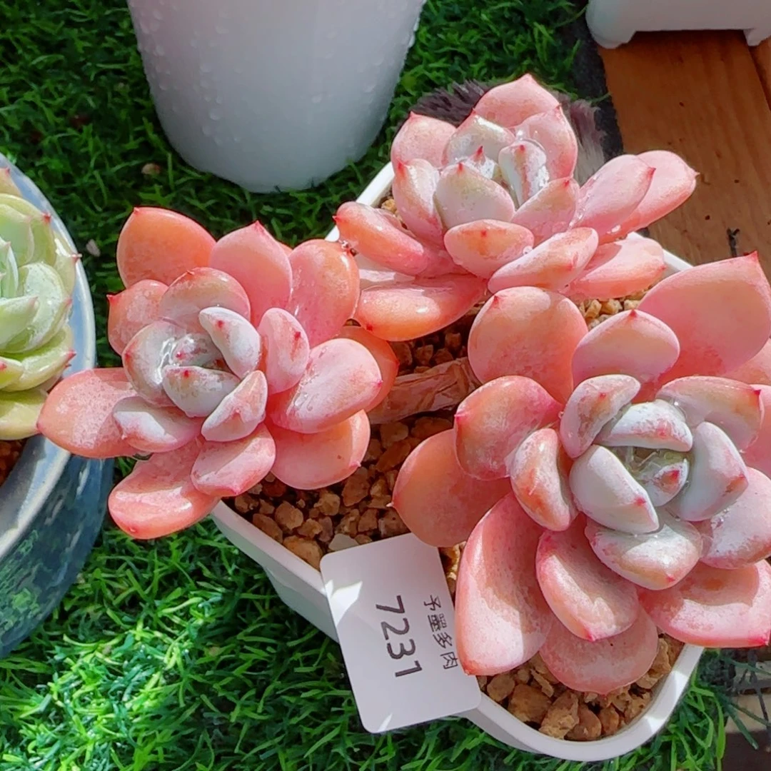 长杆星星雪，7231多肉植物