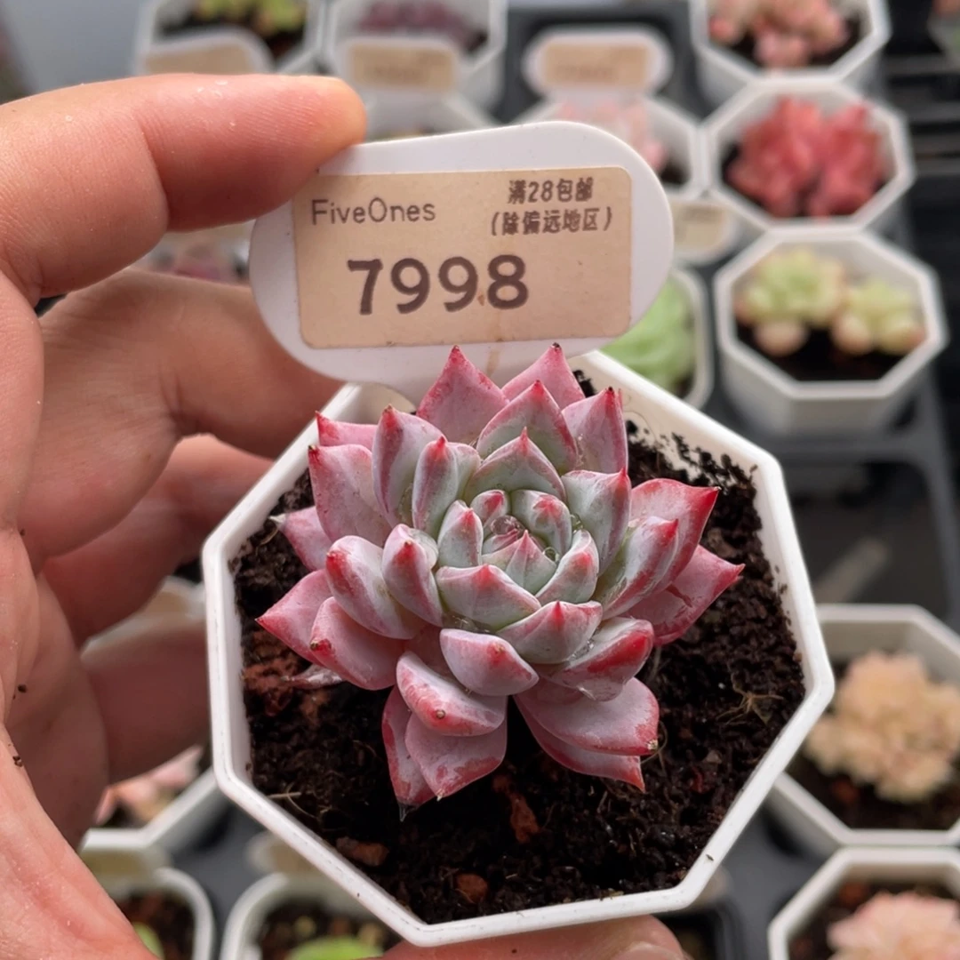 粉蓝鸟7998-5厘米
