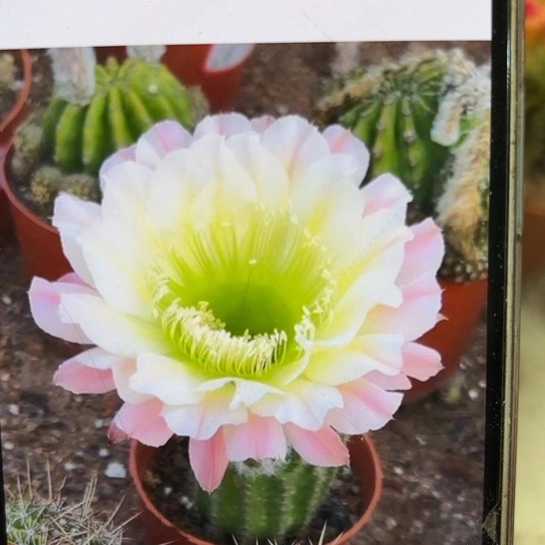 彩草58号5公分左右脱土