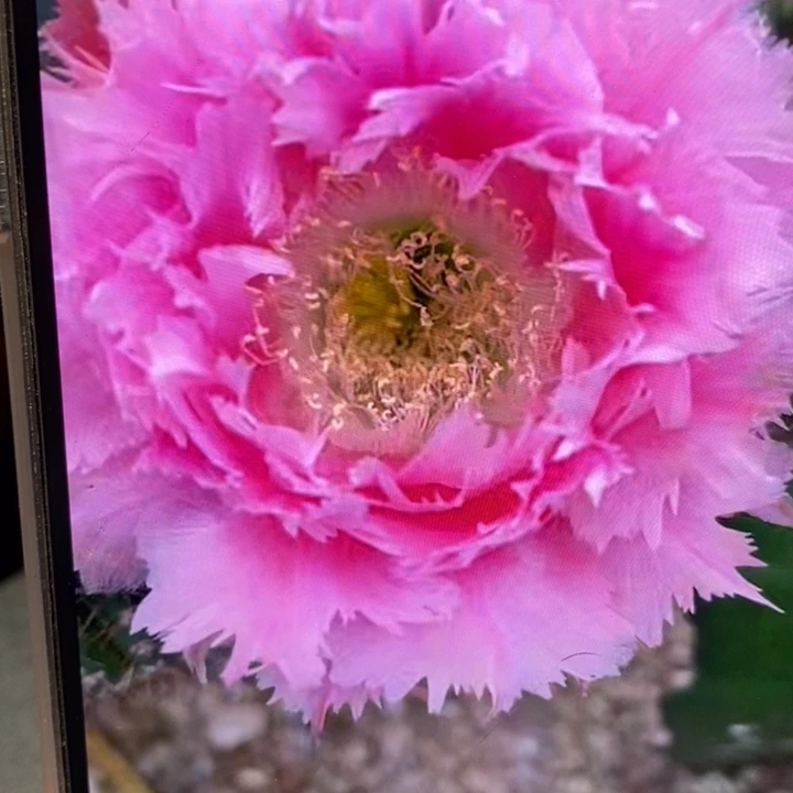 彩草3号羽毛侧芽3公分左右