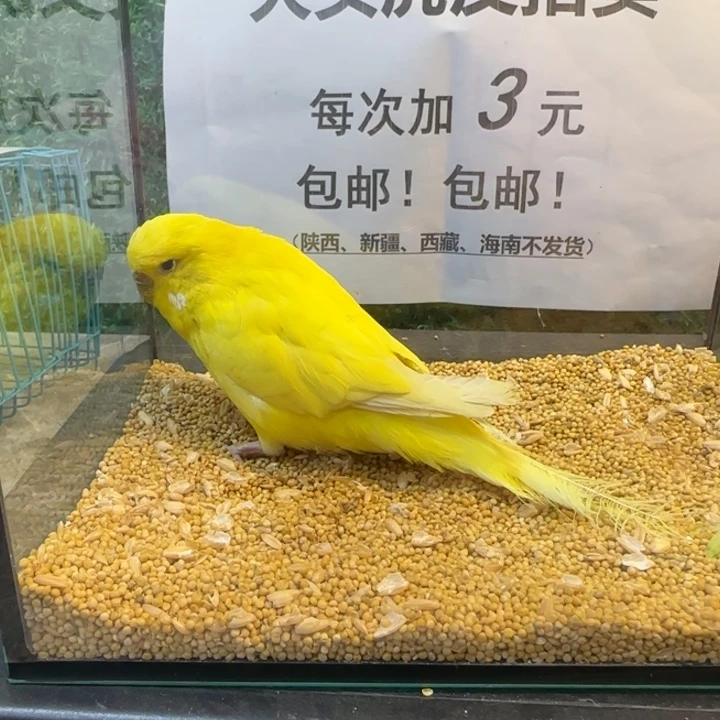 虎皮鹦鹉大头虎皮鹦鹉
