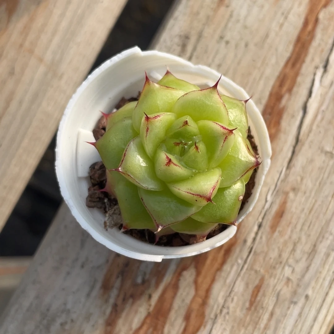 花***i糖心冰心珍妮 太阳花珍妮