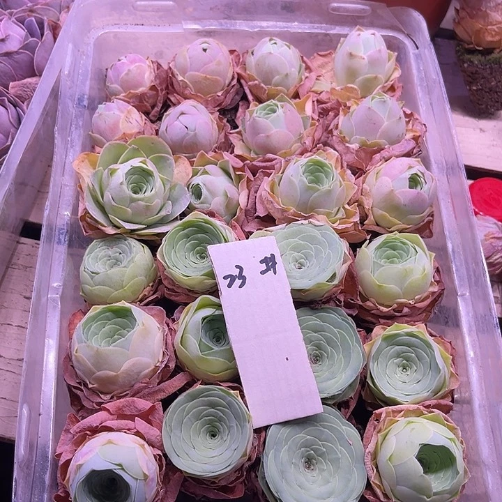 山地玫瑰23号，一物一拍24颗3cm左右