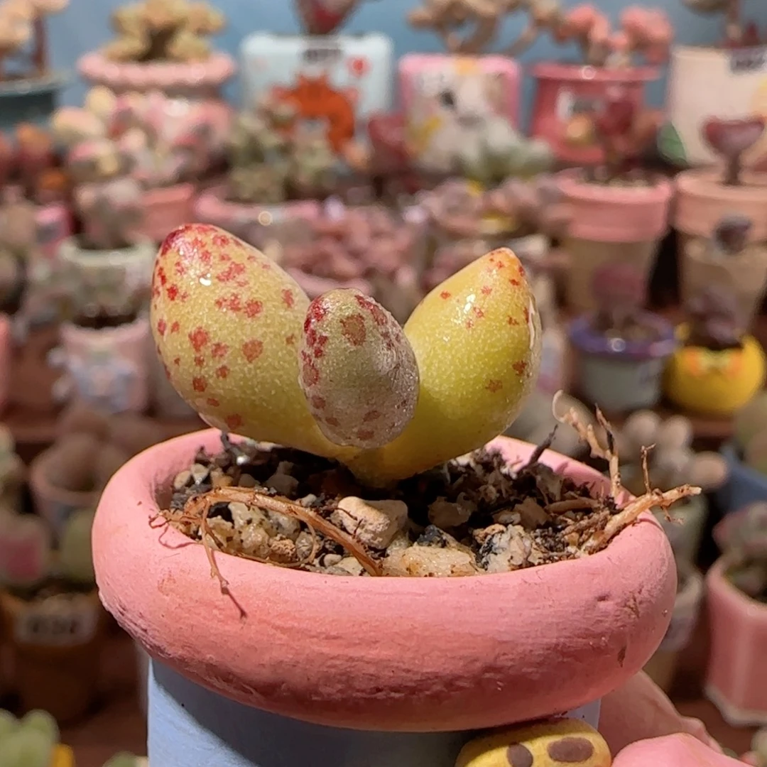 可爱小黄鱼 盆口2cm
