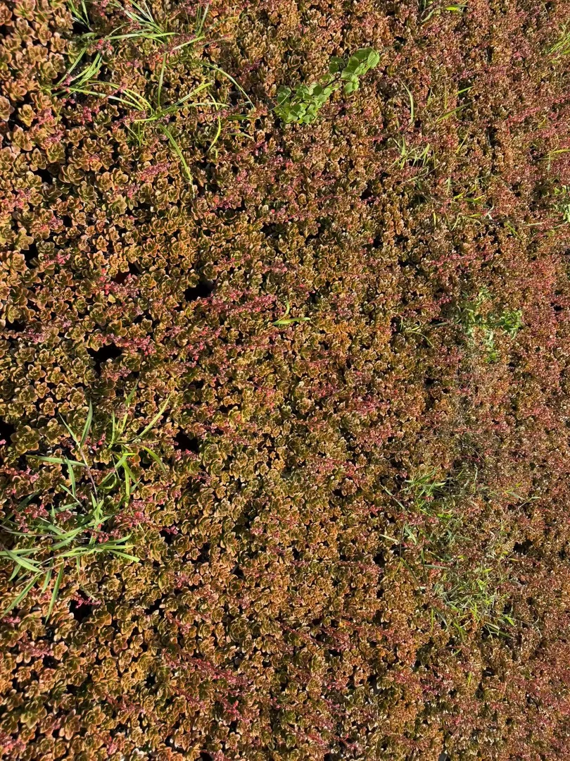 精品多肉   巧克力 带盆