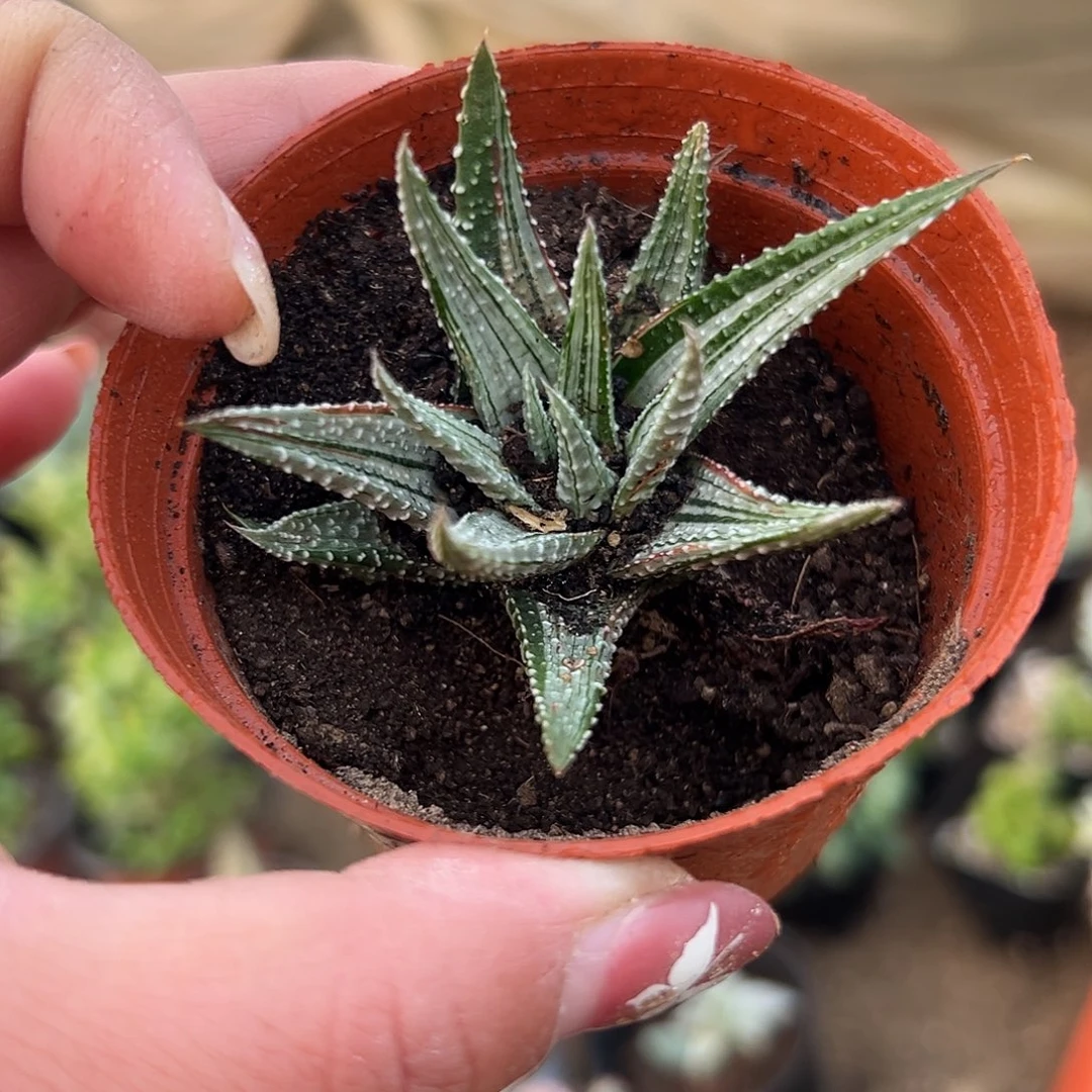多肉植物多肉植物
