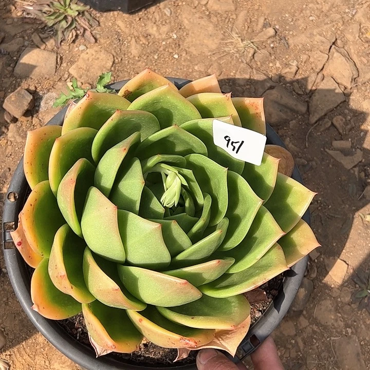 951///////////////////