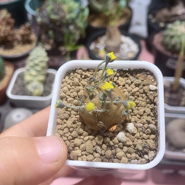 227格加厚墩菊块根