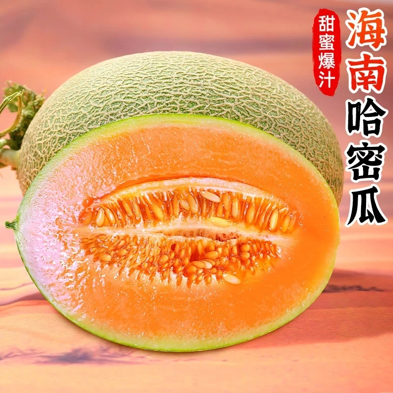 海南哈密瓜 5-9斤 新鲜现摘 海南发货C