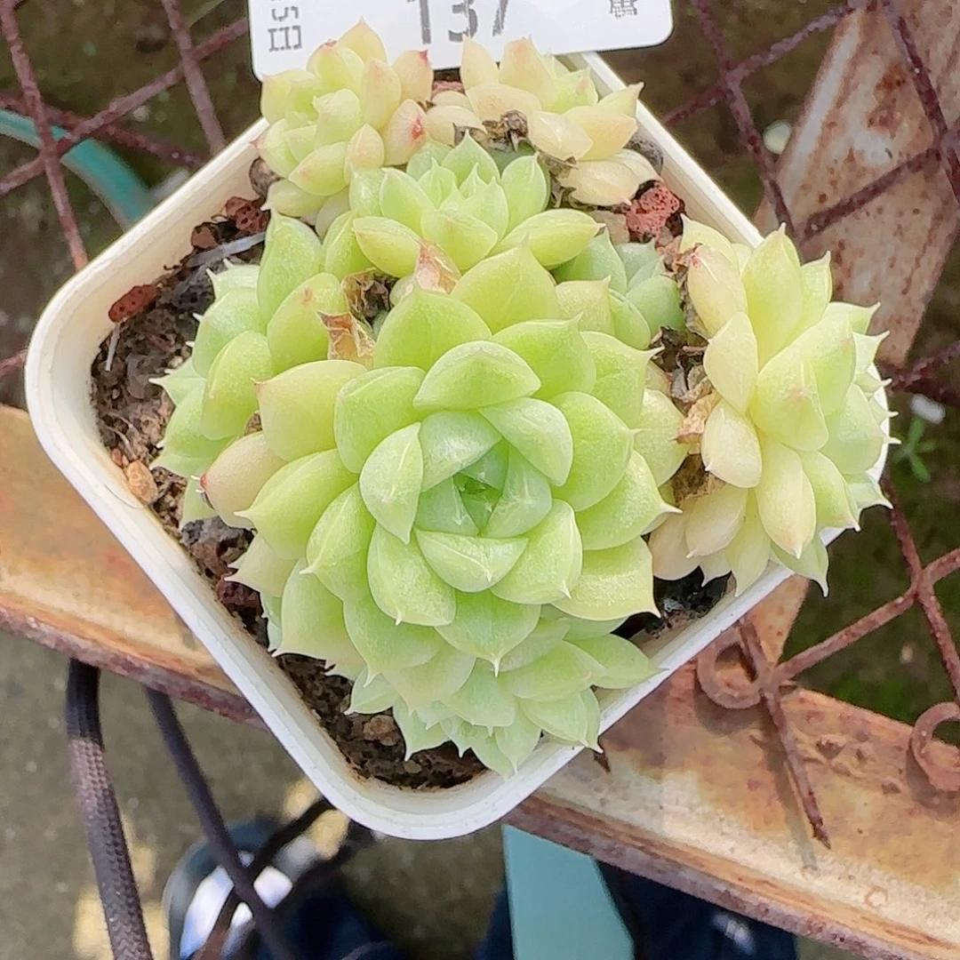 0915--137麦秆不包整