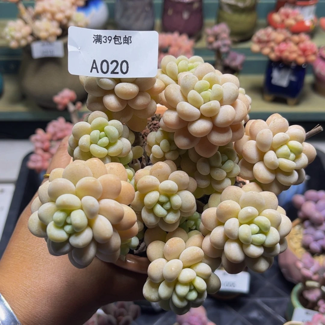 洛可可020/10cm多肉