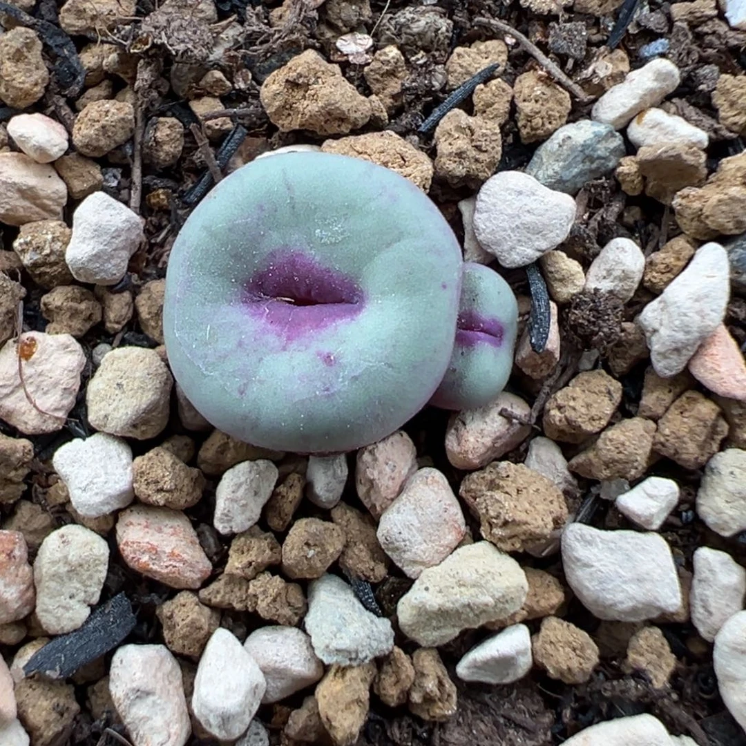 10.28好看的多肉脱土发货807