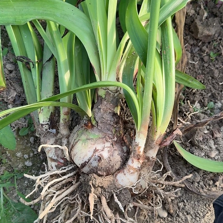 凯瑟琳1号直径8.5+7个侧