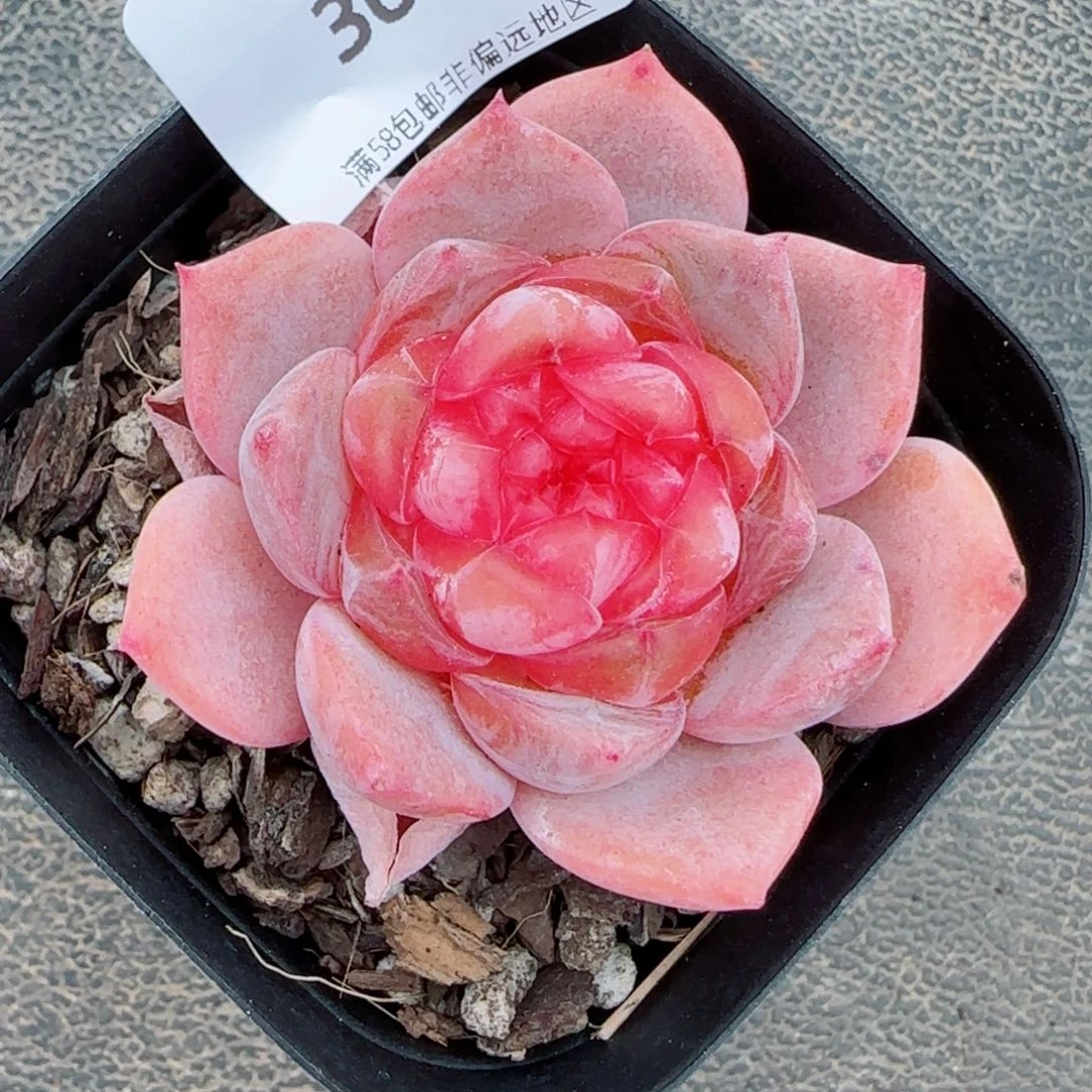 孤品，3016多肉植物