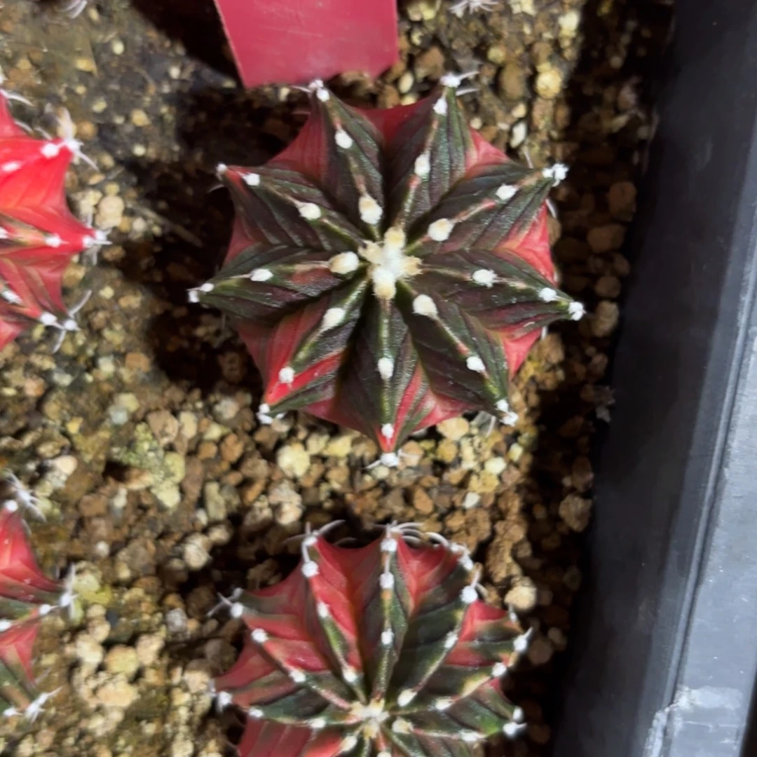 172-1222泰国发货多肉