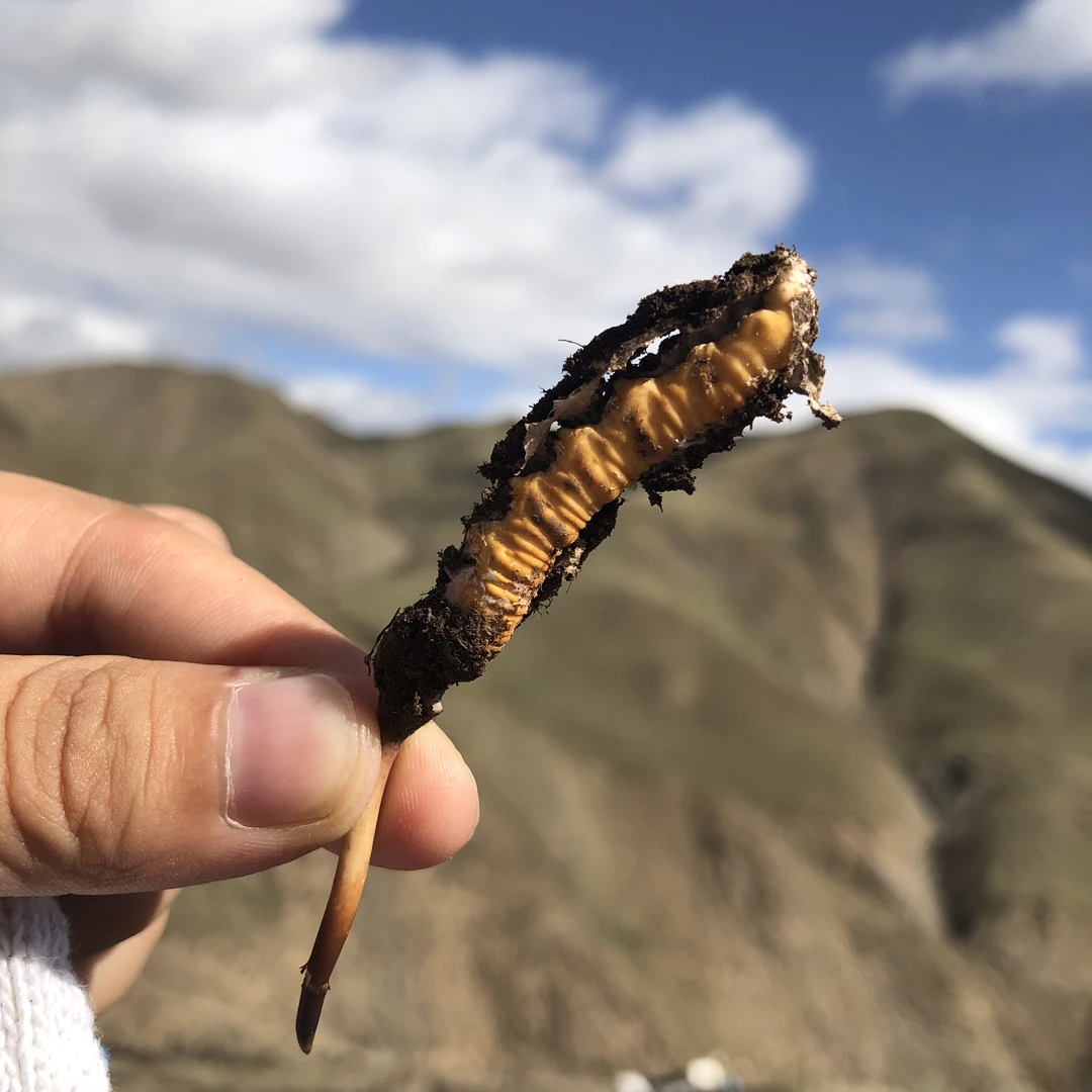 【定向链接】2025年新鲜冬虫夏草现挖现发虫草0.3-1.0克/根