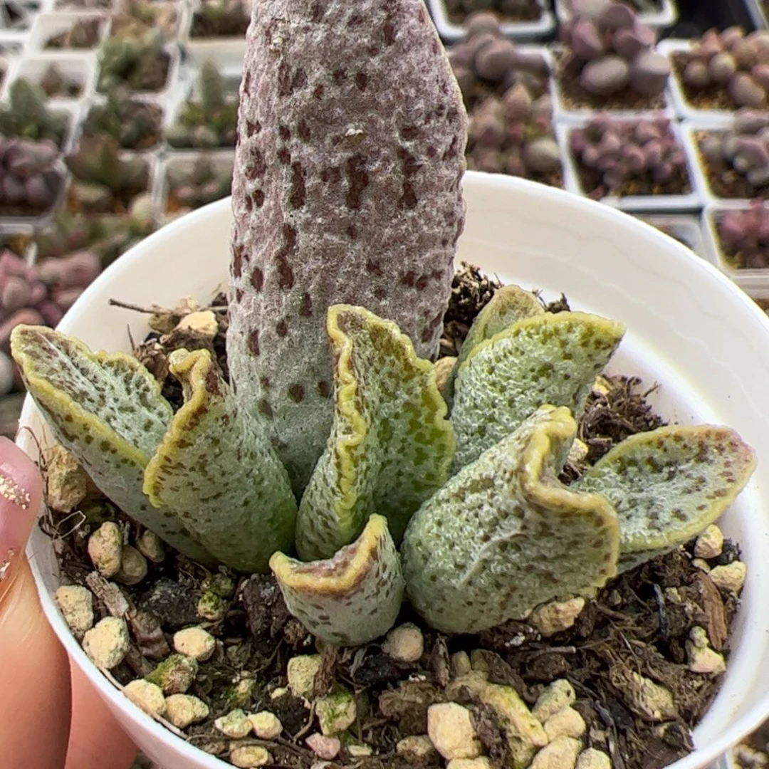 花岗岩多肉植物水泡