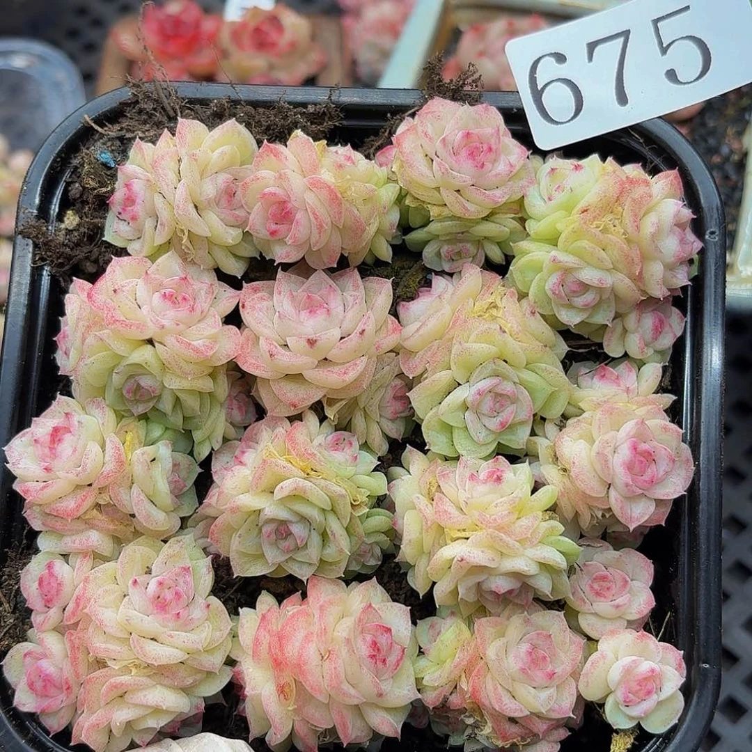 多肉植物多肉植物675