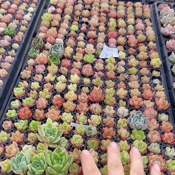 22 多肉植物盆栽花卉植物