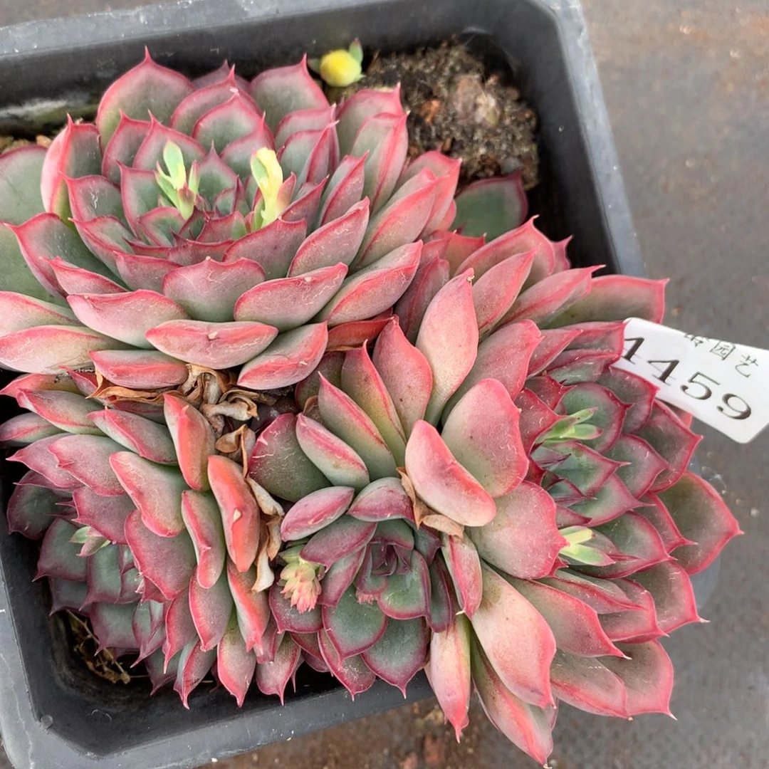 4459杂交多肉老桩