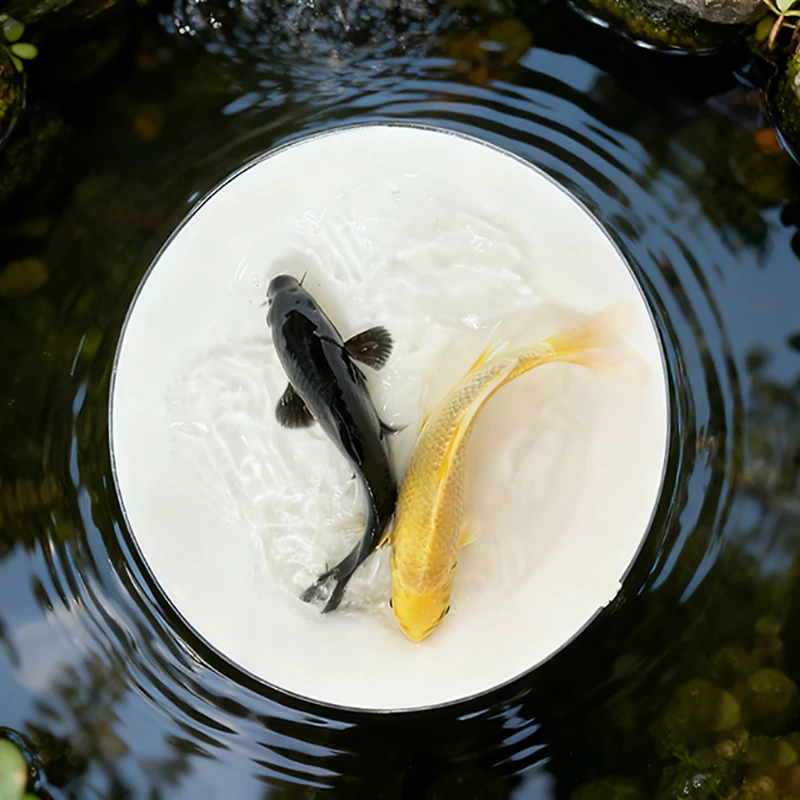 黑金锦鲤黄金锦鲤观赏鱼冷水鱼宠物活体