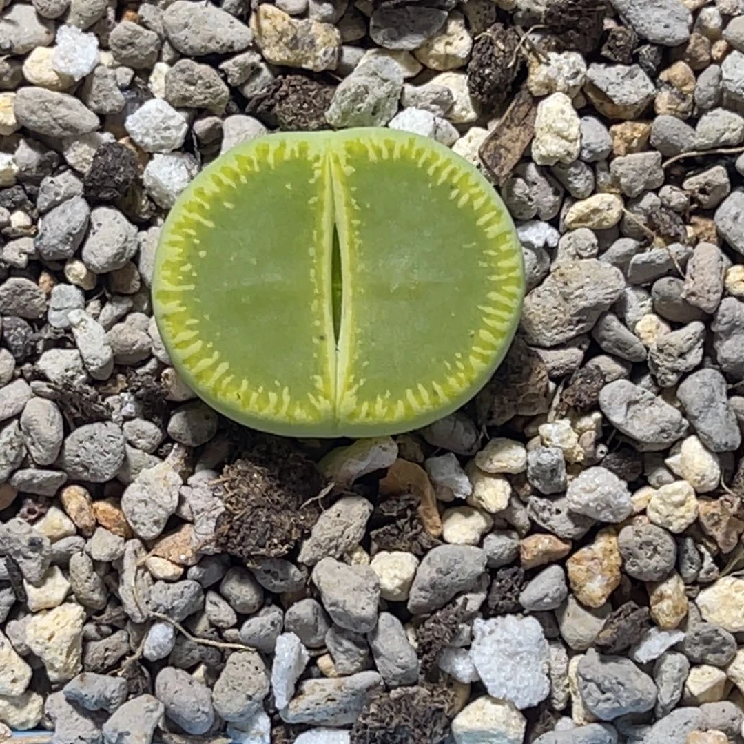 7067绿光阳1尺寸2.2