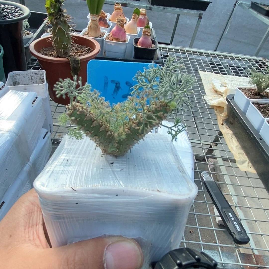 虞***逝白皮月界多肉植物