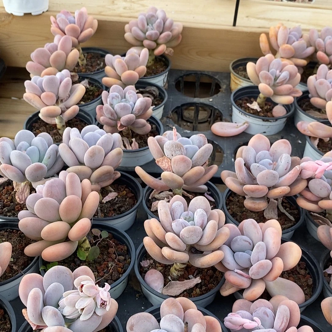 29桃美人 福利多多